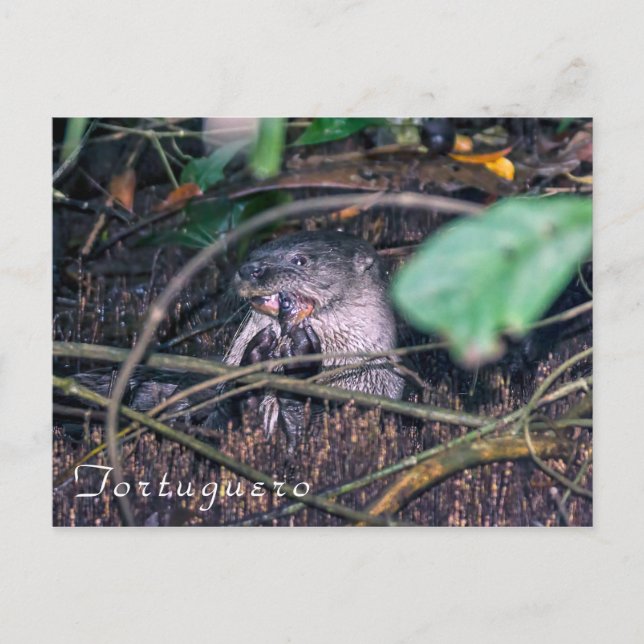 Postal Pescado en carne de ave en Tortuguero - Costa Rica (Anverso)