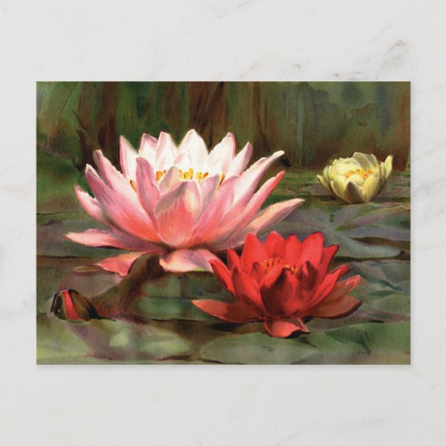 Postal Pescado en las almohadillas Lily - Postcard (Anverso)