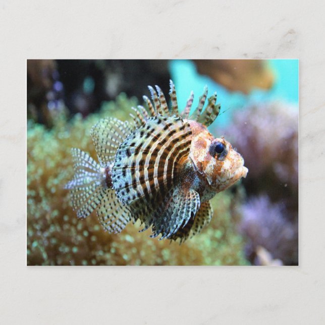 Postal Pescado exótico (Anverso)