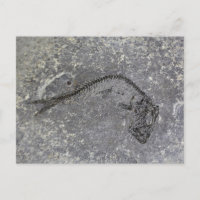 Pescado fósil del Oligoceno del Norte de Alemania