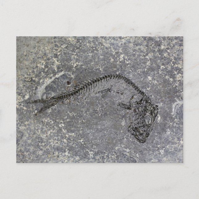 Postal Pescado fósil del Oligoceno del Norte de Alemania (Anverso)