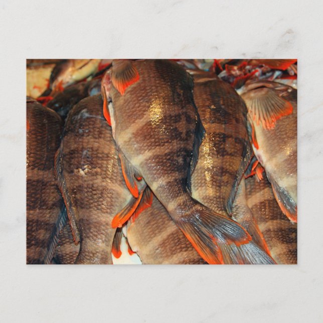 Postal Pescado fresco (Anverso)
