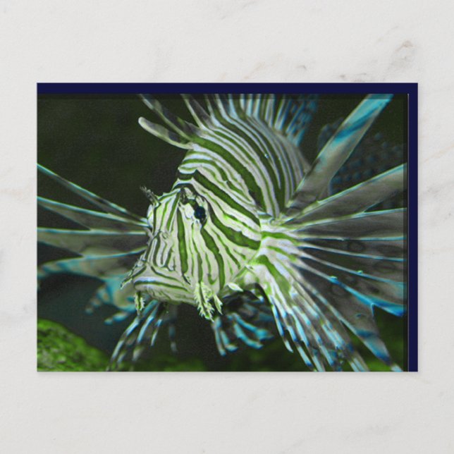 Postal Pescado gruñón (Anverso)