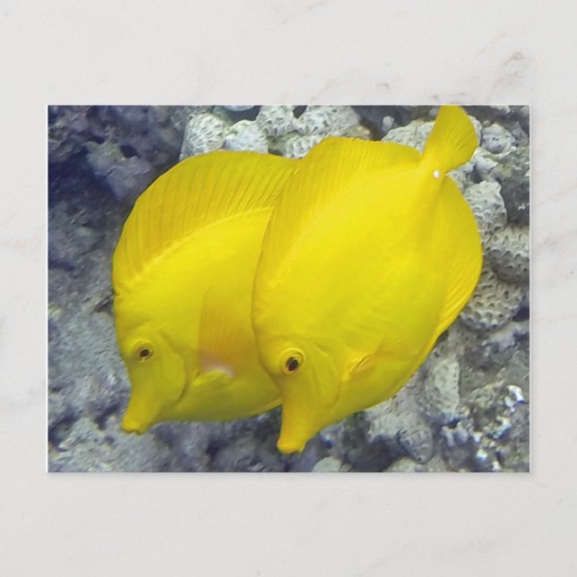 Postal Pescado Hawai amarillo Tang (Anverso)