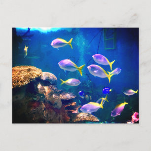 Postal Pescado morado y amarillo Postcard