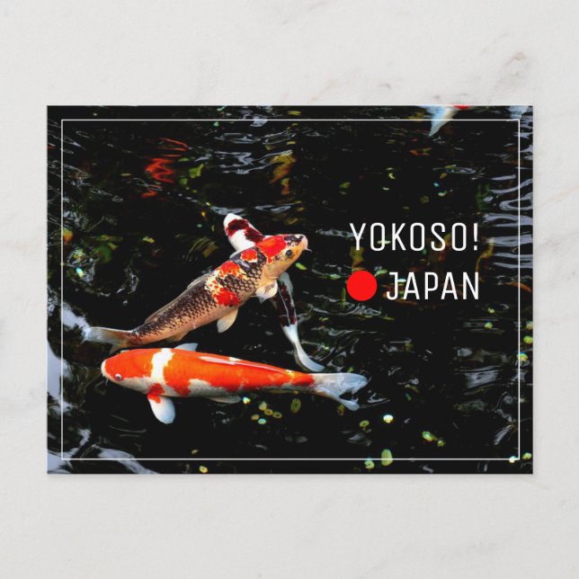 Postal Pescado nishikigoi japonés (Anverso)