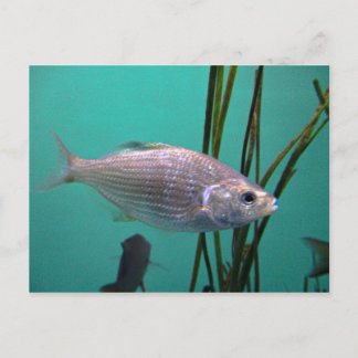 Postal Pescado plateado