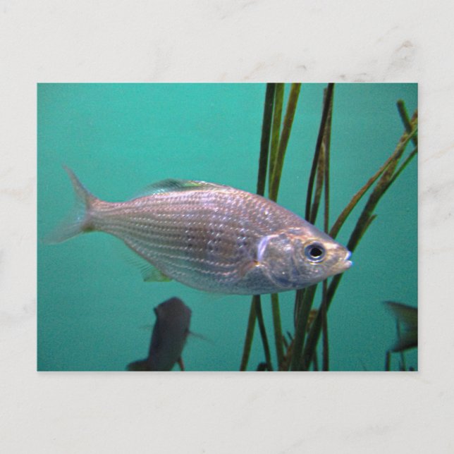 Postal Pescado plateado (Anverso)