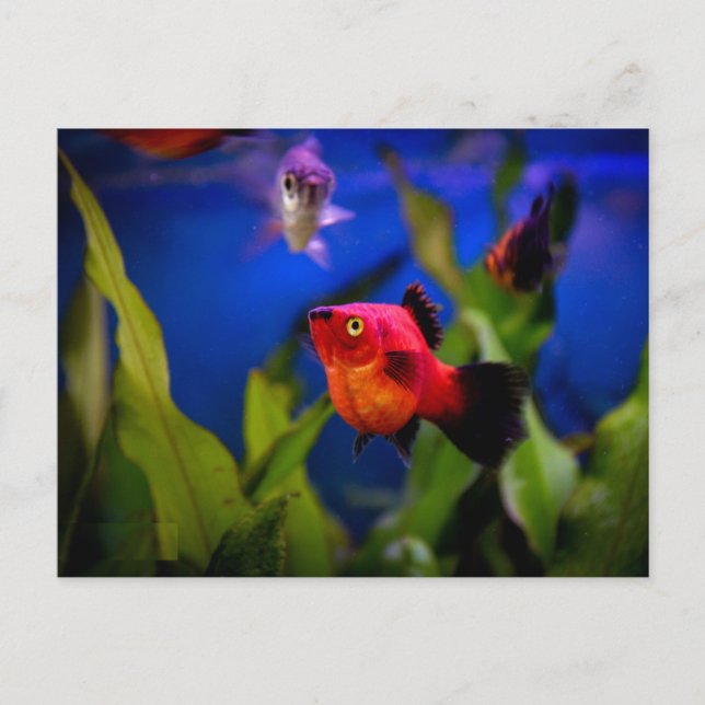Postal Pescado Platino Rojo (Anverso)