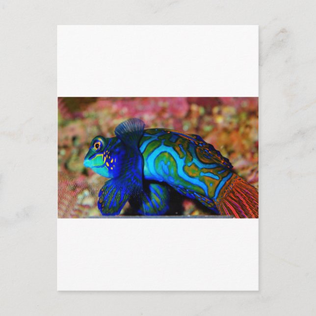 Postal Pescado psicodélico (Anverso)
