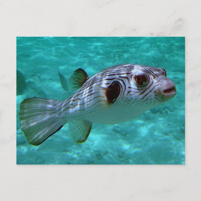 Postal Pescado puffer (Anverso)