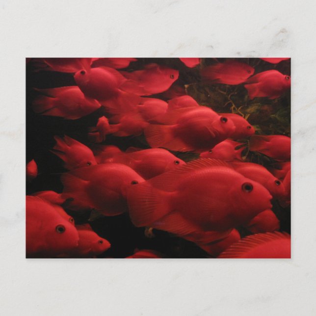 Postal Pescado Rojo (Anverso)