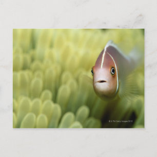 Postal Pescado rosa anemónico