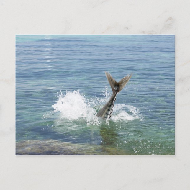 Postal Pescado salpicado en el mar (Anverso)