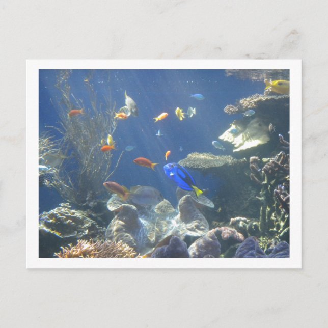 Postal Pescado tropical (Anverso)