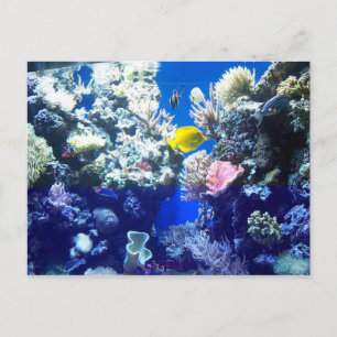 Postal Pescado tropical