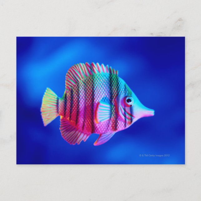 Postal Pescado tropical (Anverso)