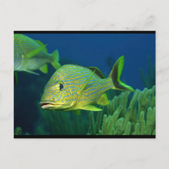 Postal Pescado tropical (Anverso)