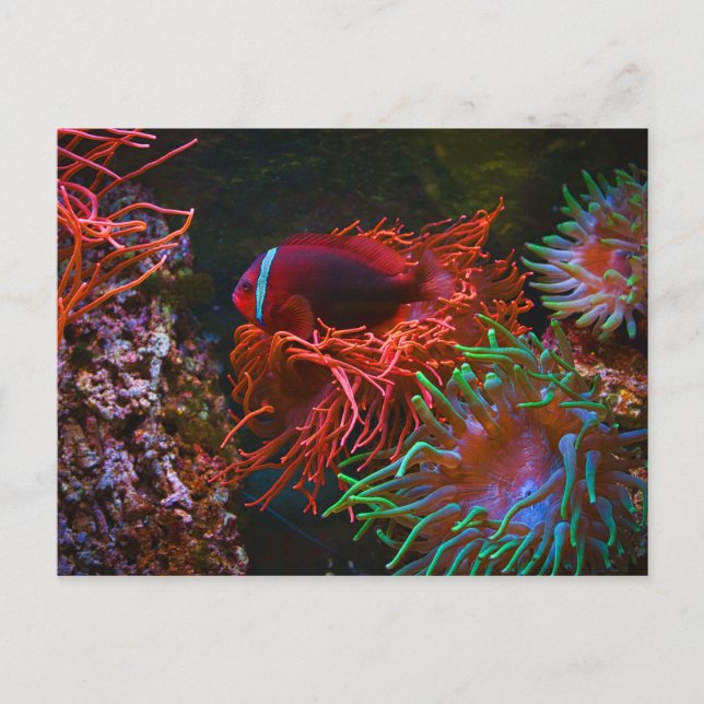 Postal Pescado tropical submarino Coral (Anverso)