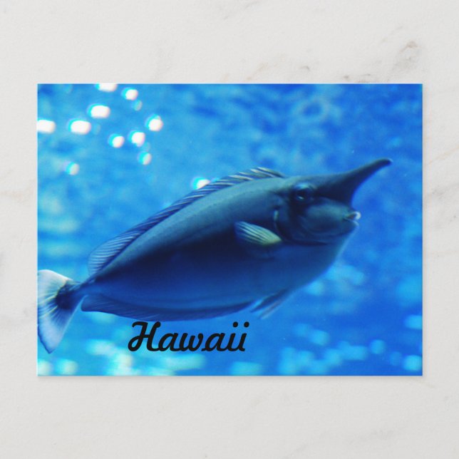 Postal Pescado unicornio (Anverso)