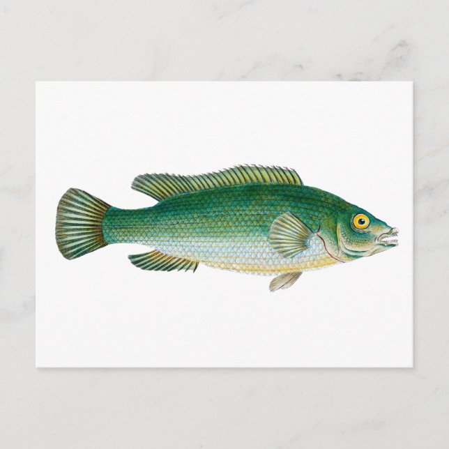 Postal Pescado verde vintage (Anverso)