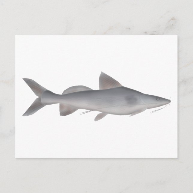 Postal Pescador de bigote largo (Anverso)