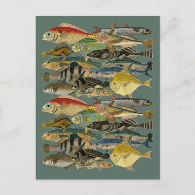 Postal Pescador Pescado Tropical Océano Pesca Exótica (Anverso)
