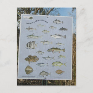Postal pescados costeros costeros comunes de Georgia