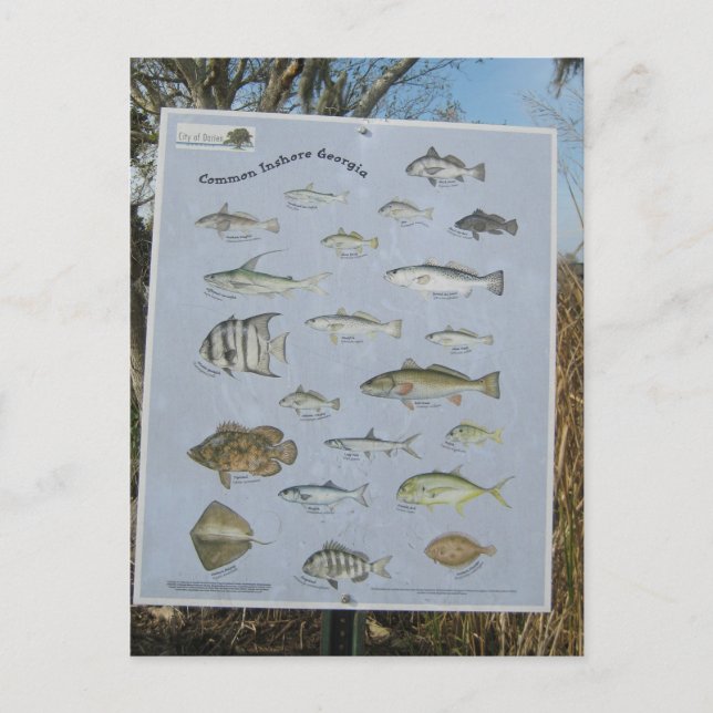 Postal pescados costeros costeros comunes de Georgia (Anverso)
