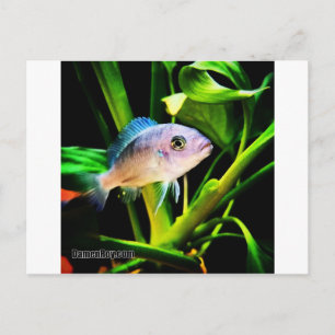 Postal Pescados de Cichlid africanos exóticos