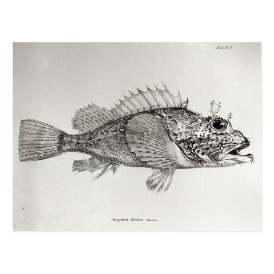 Postal Pescados de escorpión