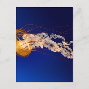 Postal Pescados de jalea