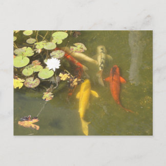 Postal Pescados de Koi en una charca del lirio