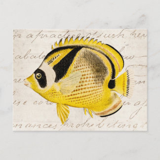 Postal Pescados de la mariposa del mapache del vintage -