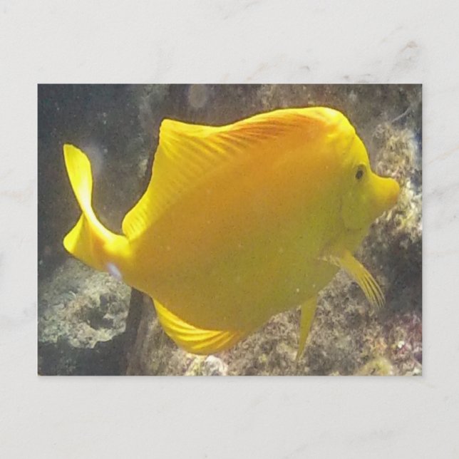 Postal Pescados de Tang del amarillo de Hawaii (Anverso)