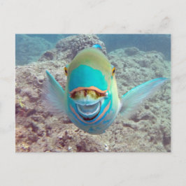 Postal Pescados del loro de Hawaii