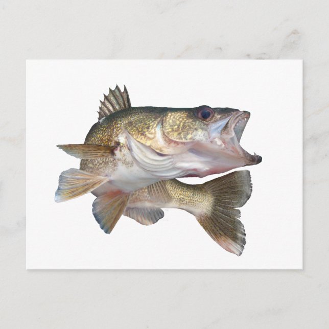 Postal Pescando Walleye (Anverso)