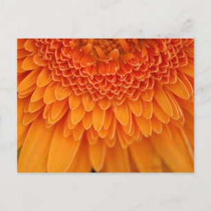 Postal Petal de flores - Postcard