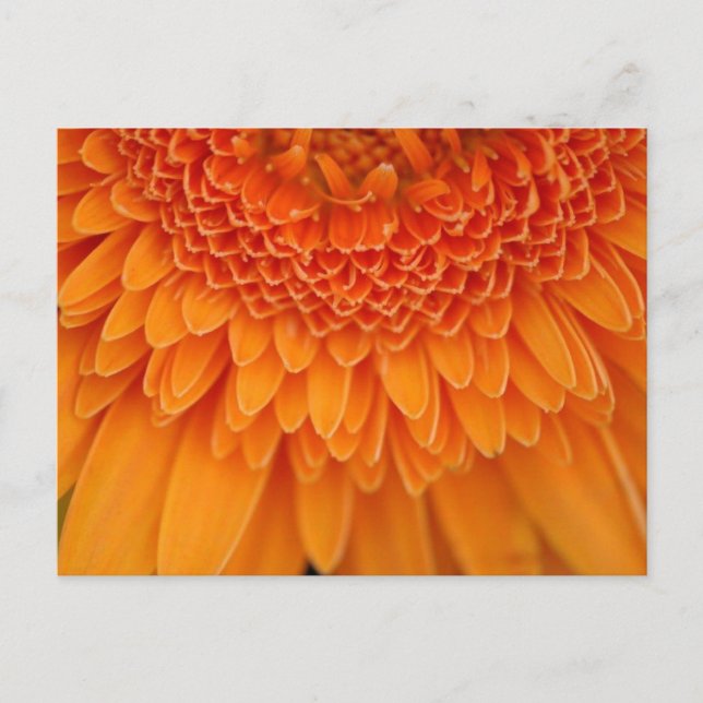 Postal Petal de flores - Postcard (Anverso)