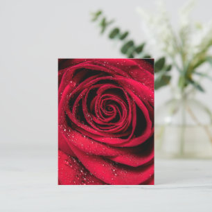 Postal Petales Rosas 1