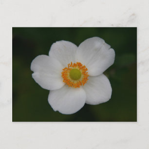 Postal pétalos blancos