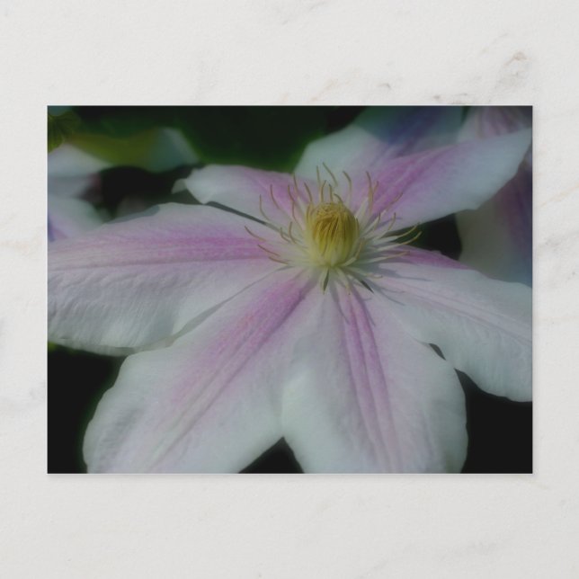 Postal Pétalos de flor blanco clematis (Anverso)