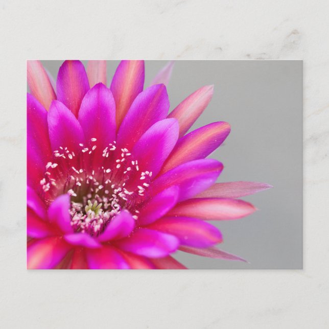 Postal Pétalos de flor de cactus rosados vibrantes (Anverso)