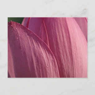 Postal Pétalos de Flor de Loto Rosa Floral