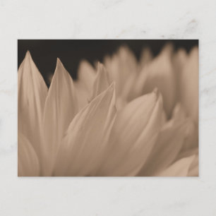 Postal Pétalos de flores en Sepia