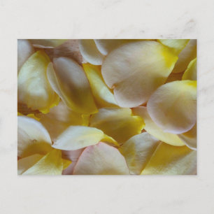 Postal Pétalos de rosa amarilla