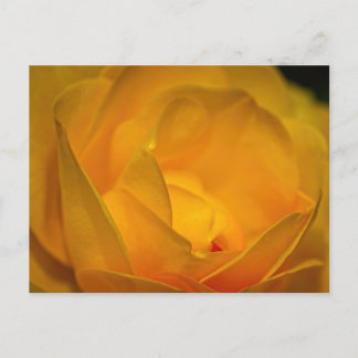 Postal Pétalos de Rosa Amarilla Impresionista