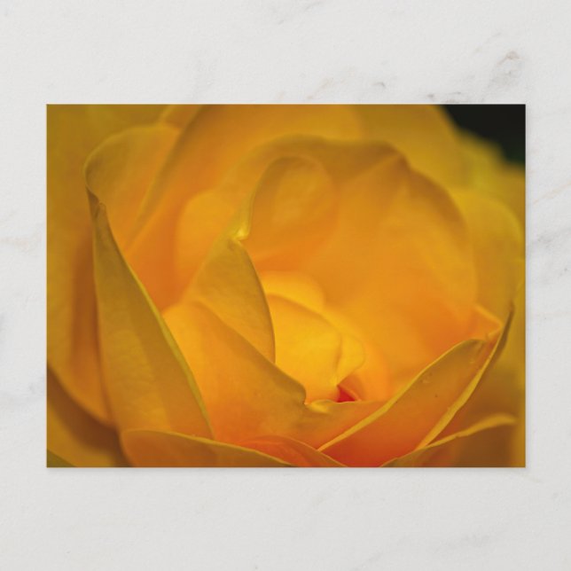 Postal Pétalos de Rosa Amarilla Impresionista (Anverso)