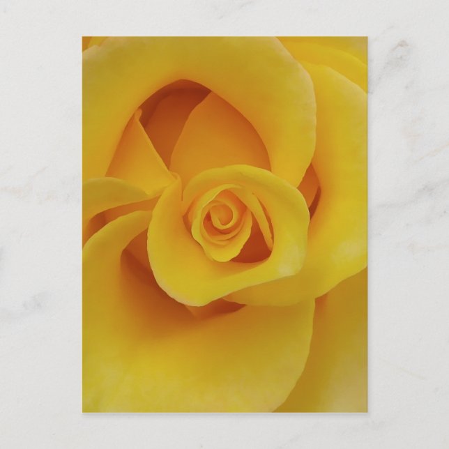 Postal Pétalos de rosa amarilla romántica (Anverso)