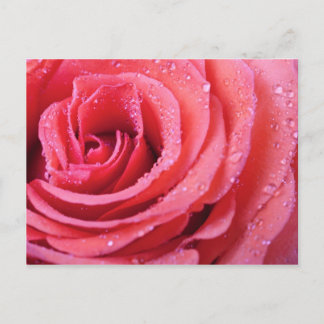 Postal Pétalos De Rosa Rosados Con Caídas De Agua. Grabac